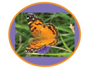 American Painted Lady supporting Circular Economy