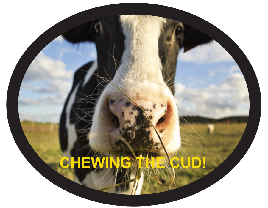 Chewing the cud